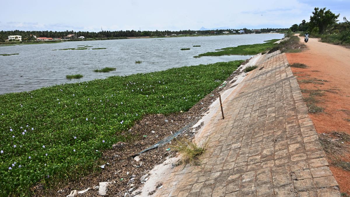 Kannampalayam tank 2